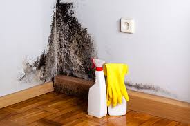 Why You Should Choose Our Mold Remediation Services in Ajo, AZ